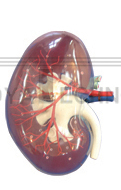 The model of transparent renal segment